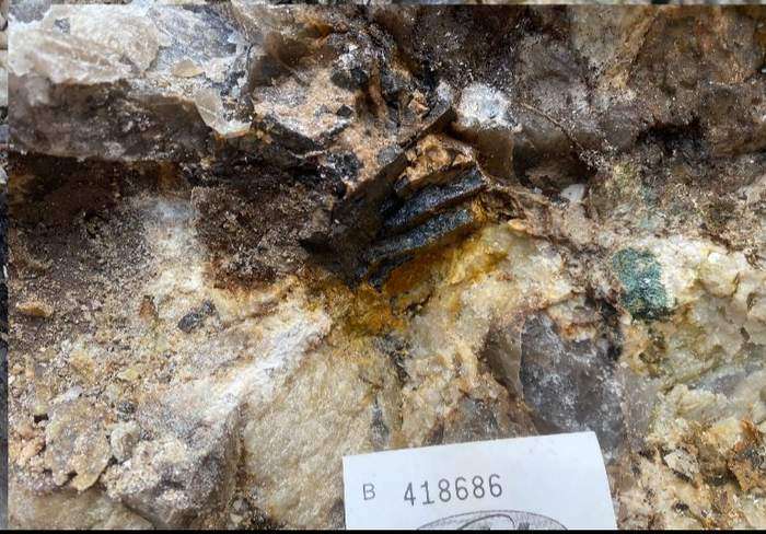 A quartz-rich rock sample with black tantalite crystals and orange iron staining, a paper sample-number tag placed beside it